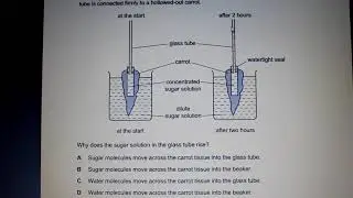 IGCSE Chapter 3 past paper questions