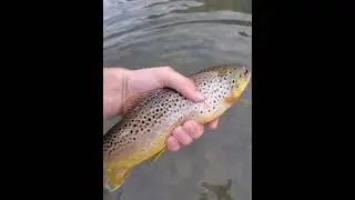 little brown trout fishing owyhee River #shorts
