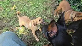 First Day of Rover for Xena - Correcting Two Males Trying to Hump Her.