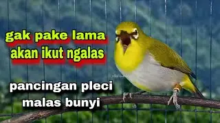 Suara Burung Pleci Gacor Ngalas Nembak,Semua Pleci Pasti Nyaut || Pleci Bustomi Gacor
