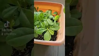 Indoor vs outdoor plants #gardening #waterleaf #veggies #vegetables