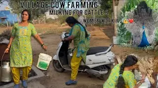 Village Cow Farming & Milking  | Women Power | | Peaceful Nature Sounds 🌿🦚 || 