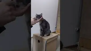Cat Cooperative Care - Mouth Open - Version 1