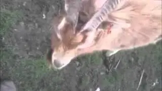 Epic Fail Goat