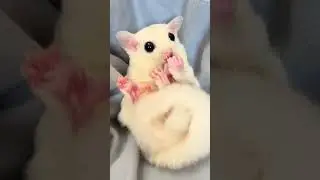 From birth to growth of a sugar glider #sugar glider #cute pets debut plan #cuteness overload