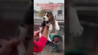 Top Quality Beagle Male Puppy ❤️😍 #dog #puppy #lover #pets #viral #cute #shot