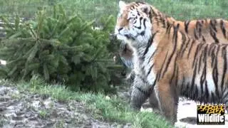 Big Cats Enjoying Christmas Tree Enrichment