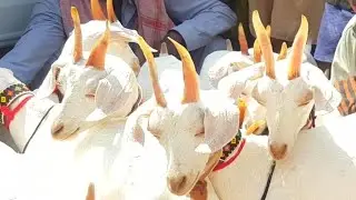Goat Show (sachal sain) Part 2 |Documentary