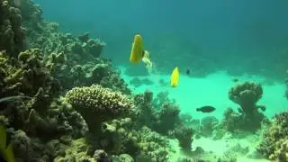 Papillon citron - Chaetodon semilarvatus