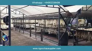NATURAL RUBBER SHEET RSS3 - Company : Ngoc Chau Export Import Co.Ltd  -  