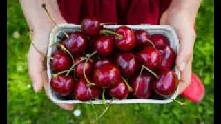 The Health Benefits of Bing Cherries