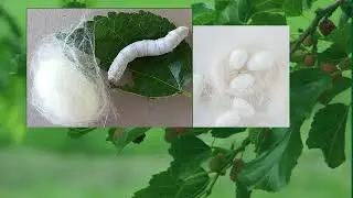 The Story of Silkworm and Mulberry Trees