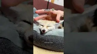 She probably thinks I&rsquo;m giving her ears a massage 🦊🤭