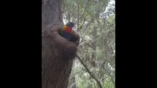 Natural heritage of the Sydney Basin ... what came before.