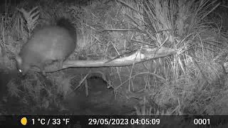 Cheeky Possum vs Wombat Hole - Then She Discovers the Camera!