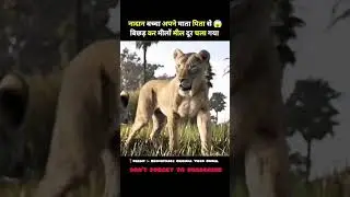 Mufasa: The Lion King movie explain in hindi #shorts #mufasa #explained