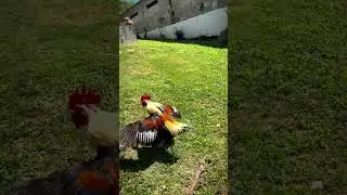 Pelea de gallos.#gallos finos de puerto Rico 🇵🇷 #gallo de combate #venezuela  #bolo #guiro#Trump