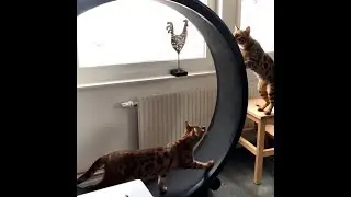 Reviews of the One Fast Cat Wheel