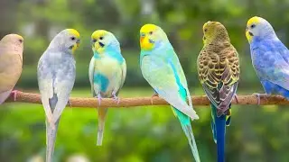 Beautiful Colorful Budgies | Pet Parakeets Singing & Chirping in Cage