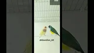 Gouldian mating ritual... The hen is ready!