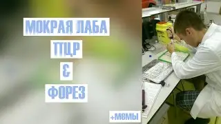 Методы МОКРОЙ ЛАБЫ | ПЦР и ФОРЕЗ | мемный выпуск