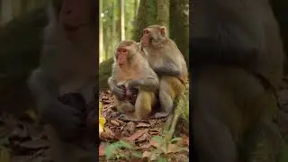 #wildlife #animalfamily #monkey #newborn #naturedrama #emotional #cuteanimals