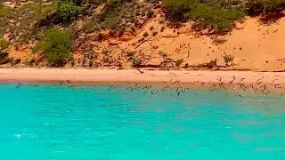 Wader birds in Roebuck Bay with Broome Dinosaur Adventures