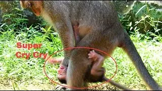You'll Breaking Heart When See Baby Get Hurt, DeeDee Attack Cruel On Poor Baby Jilla.