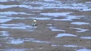Affect of seawalls on shorebird population