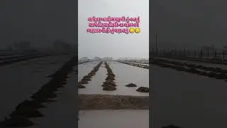 mavthu#gujarat#gujarati#rain#farmer#khedut#varsad#mavthu#viratkohli#farmerlife#khedutputra