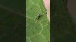 Ant-like flower beetle or ant-like beetle (Anthicidae: Coleoptera) #insects #agriculture