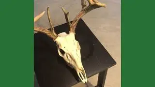 Skull Mount Profile 2018 Ohio Buck #shorts #shootbigbucks