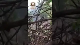Soldiers fight in the jungle.(Солдаты сражаются в джунглях)