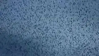 Broken Social Scene - Lover's Spit