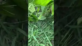 A Thief in my Garden?