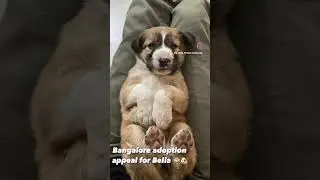 Bangalore adoption appeal for Bella 🐶 WhatsApp 9110698650 #bangalore #pets #adoptdontshop #dogs ￼