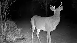 My Backyard Visitors
