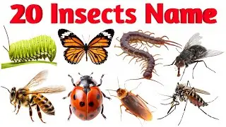रंग-बिरंगे और अनोखे कीट पतंगों के नाम 🐛🐞 | Insect Names Hindi & English