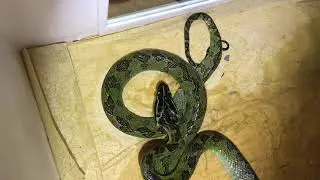 Protobothrops kaulbacki