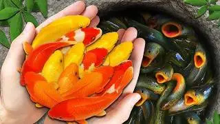 Catching 6 RARE Fish Species in One Tiny Lake