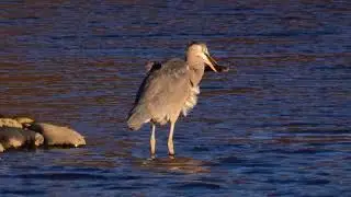 Another Corny Birding Short: January 17, 2020 at Tullytown Cove on the Delaware River