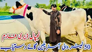 Lajpal Dairy Farm | Top class Cows And Friesian Cows | Jani best