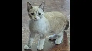 Phantom (Siamese snowshoe) and Spooky  10.20.2025