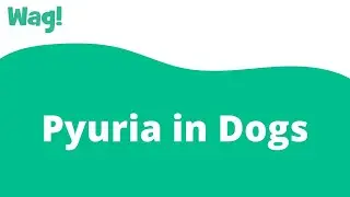 Pyuria in Dogs | Wag!