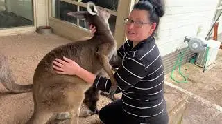 Loving Kangaroo just loves to have cuddles at Pumpkins Patch Kangaroo Sanctuary