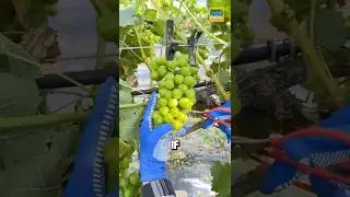 Why do Chinese people have to prune grapes? #grape #shorts