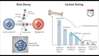 Significance Of Beta Decay And Carbon Dating In Radioactivity Explained In Hindi