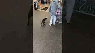 Pets at Walmart
