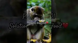 Monkey enjoying food#funnyvideos #foodeating #enjoyingfood