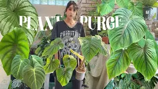 Pre-Spring Plant De-Clutter | Plant Purge 2025🌿